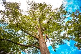 Reliable Avon By The Sea, NJ  Tree Services Solutions